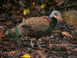  - Bornean Peacock-Pheasant