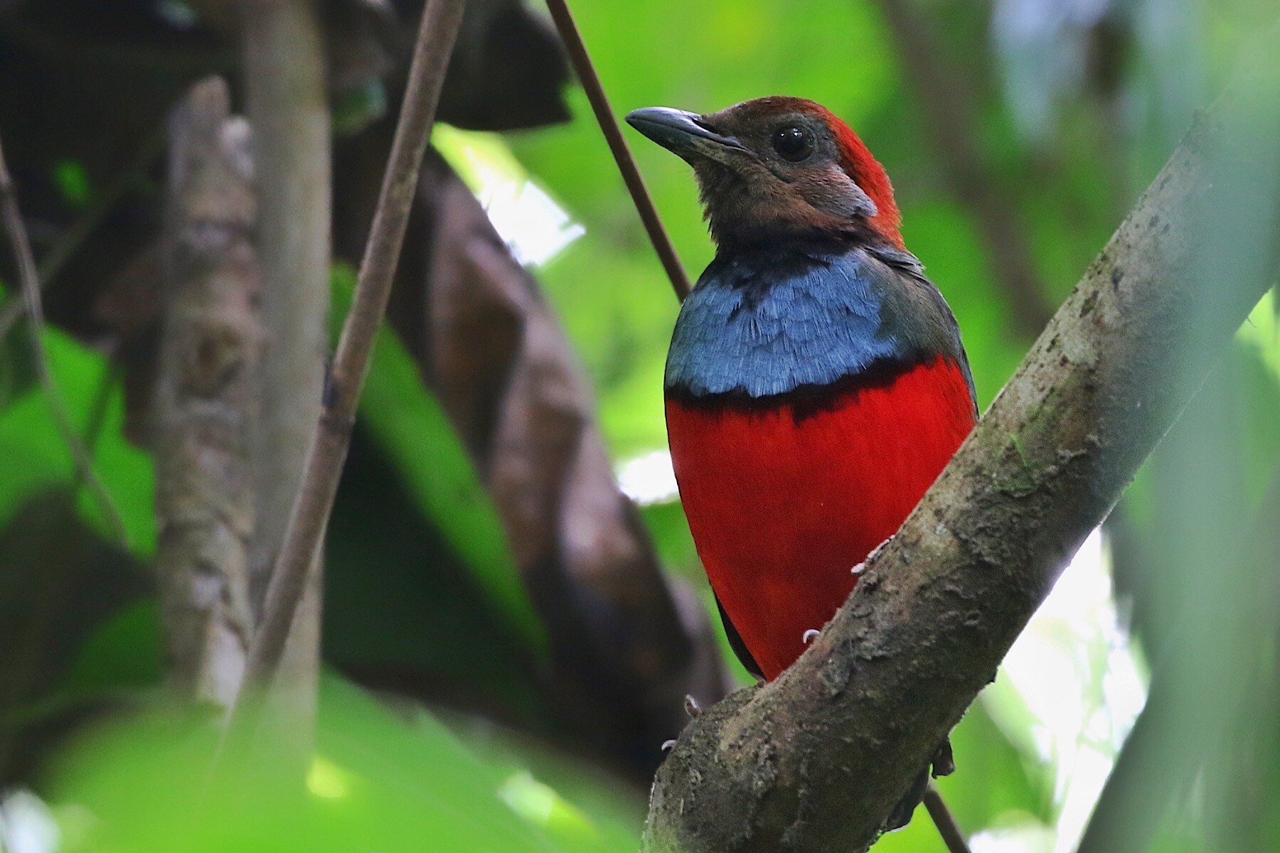 new-britain-pitta-ebird