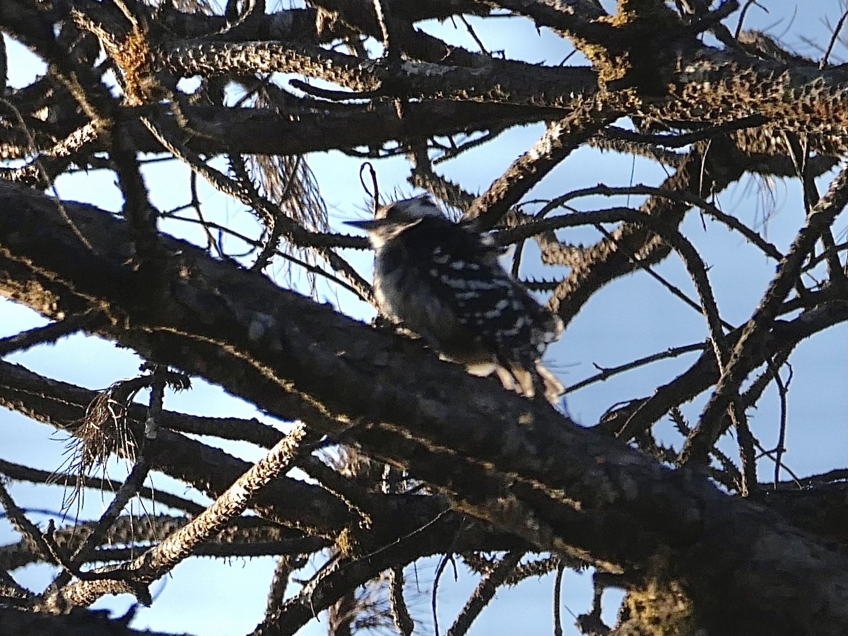 Gray-capped Pygmy Woodpecker - ML543738741