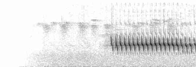  - Chestnut-bellied Nuthatch