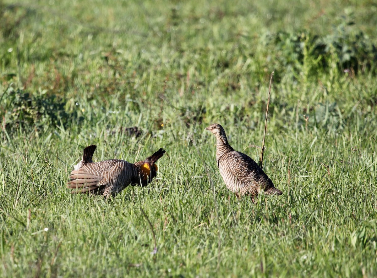 Greater Prairie-Chicken - Hesper Fang