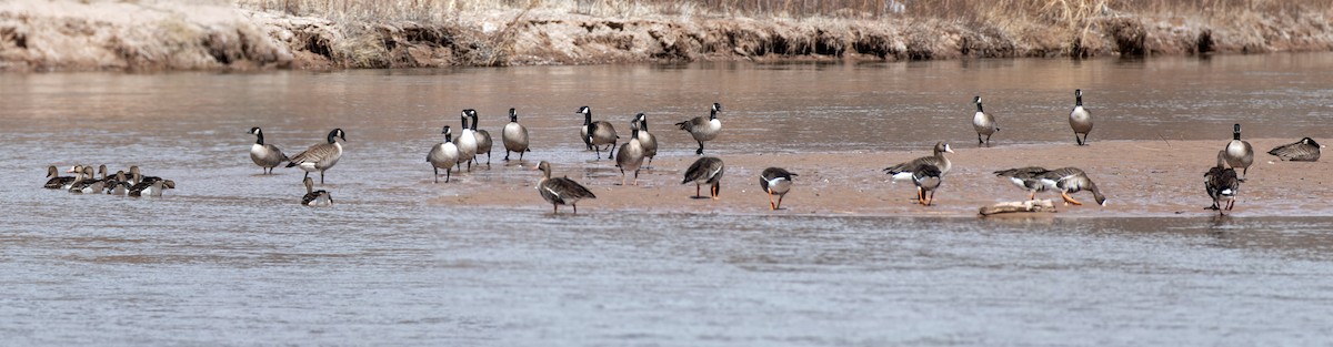 Greater White-fronted Goose - ML543763991