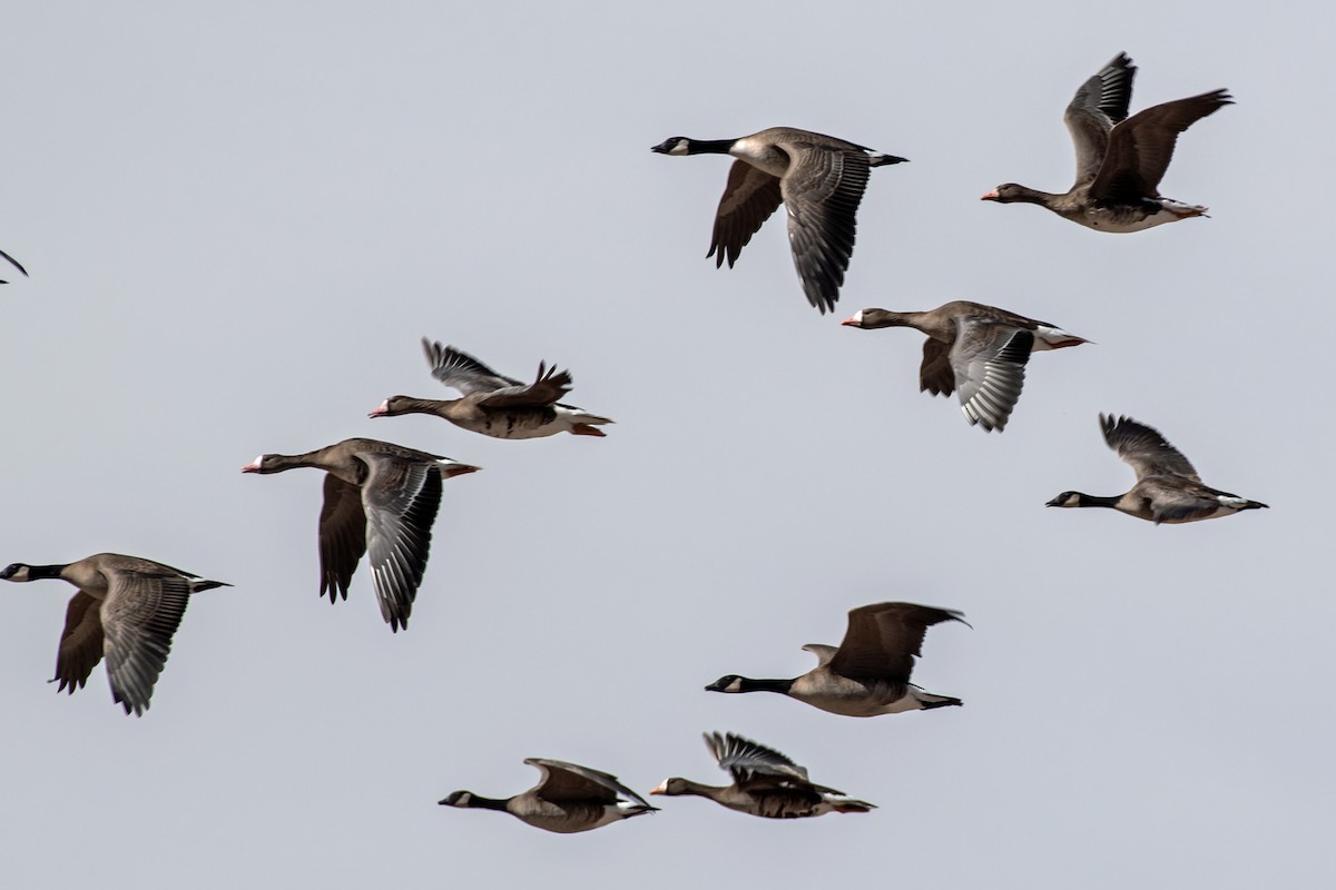 Greater White-fronted Goose - ML543764071