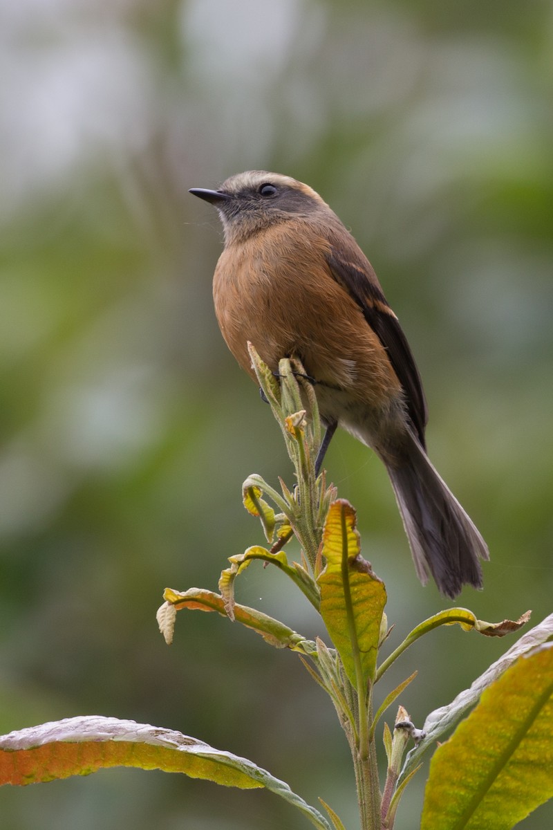 Brown-backed Chat-Tyrant - ML54376671