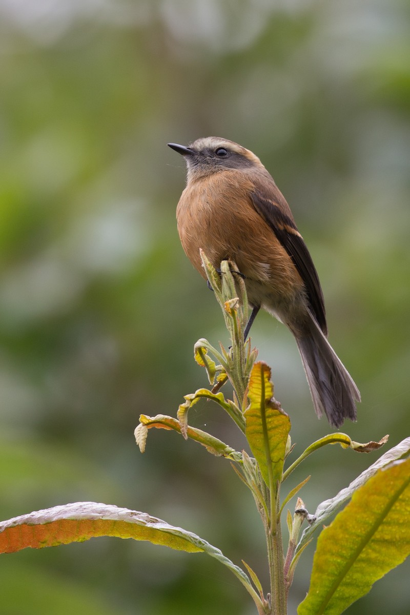 Brown-backed Chat-Tyrant - ML54376681