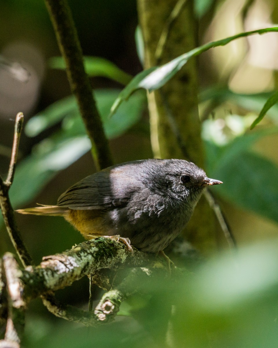Pale-bellied Tapaculo - ML543768131