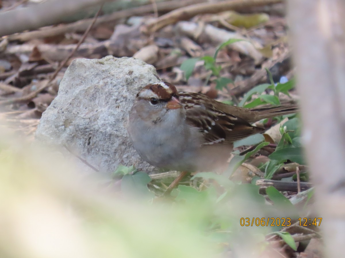 White-crowned Sparrow - ML543769341
