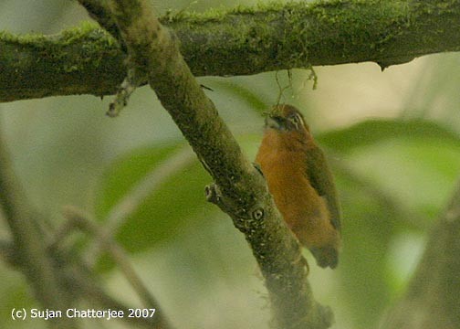 White-browed Piculet - ML543769801