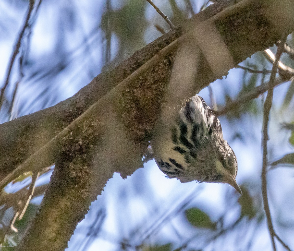 Black-and-white Warbler - ML543770161