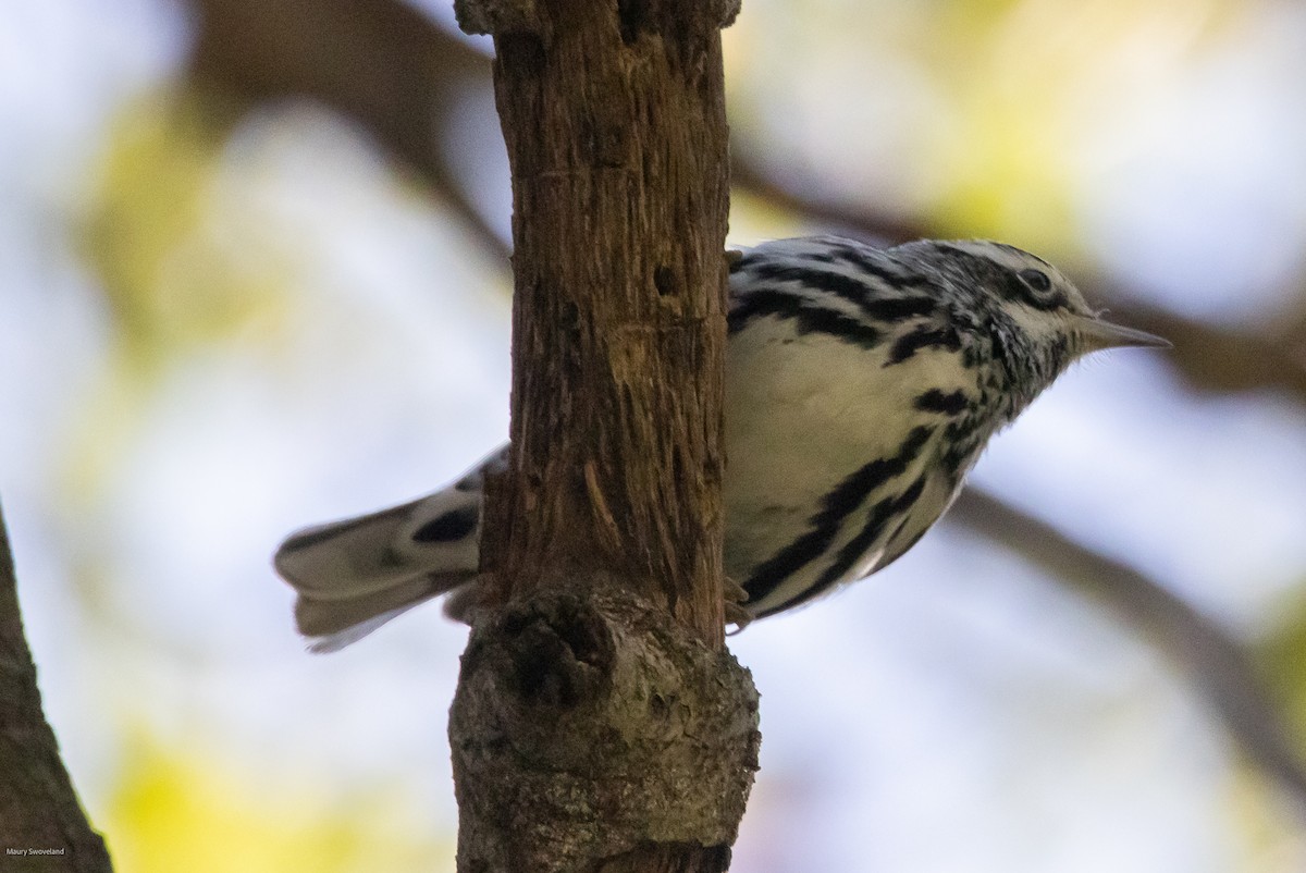Black-and-white Warbler - ML543770171