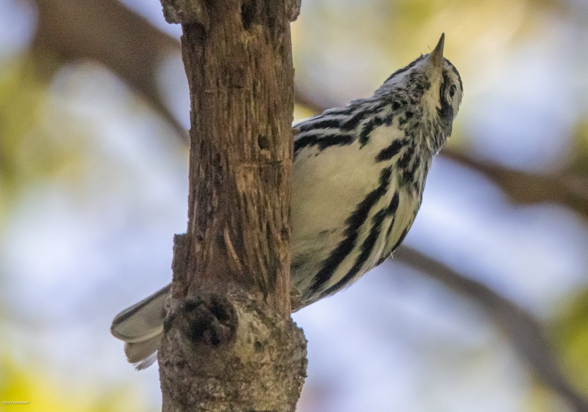 Black-and-white Warbler - ML543770181