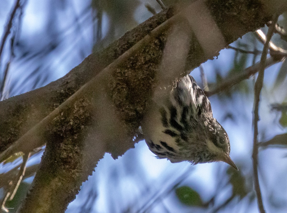 Black-and-white Warbler - ML543770191