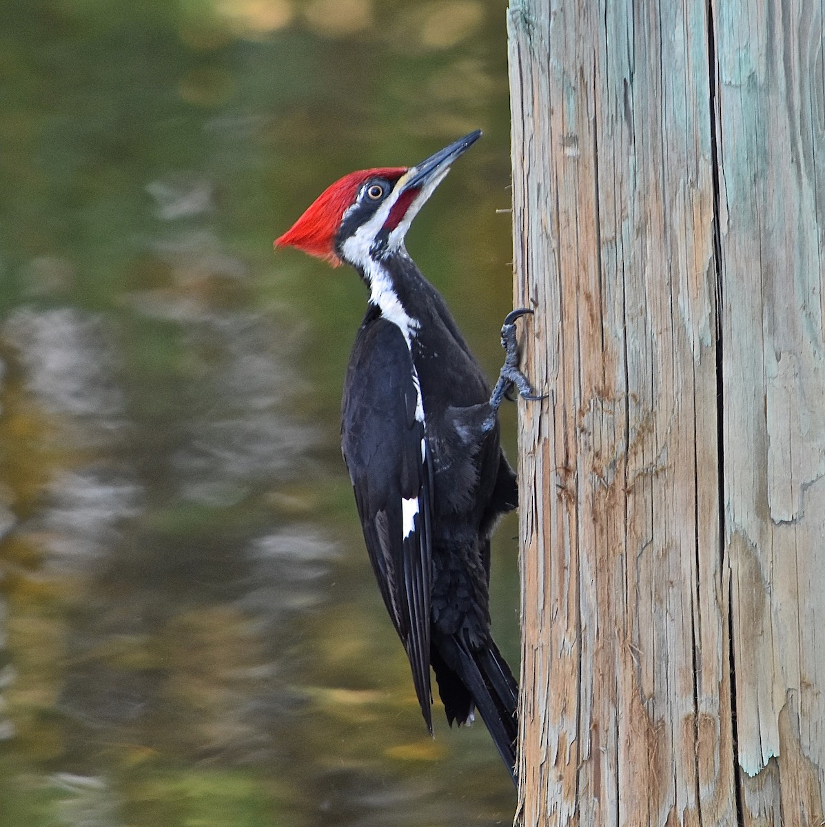 Pileated Woodpecker - Michael Brower