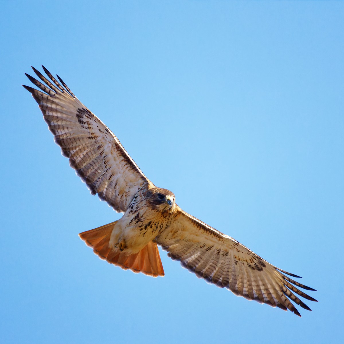 Red-tailed Hawk - ML543784931