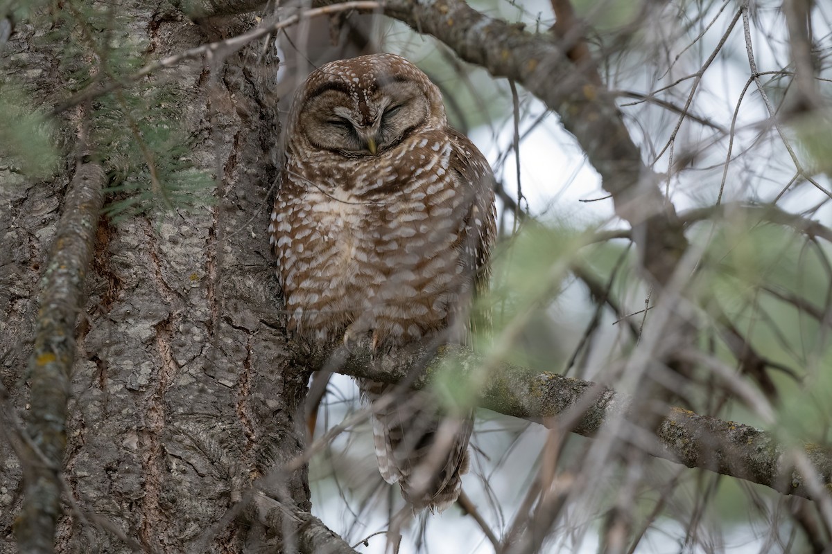 Spotted Owl - ML543785301