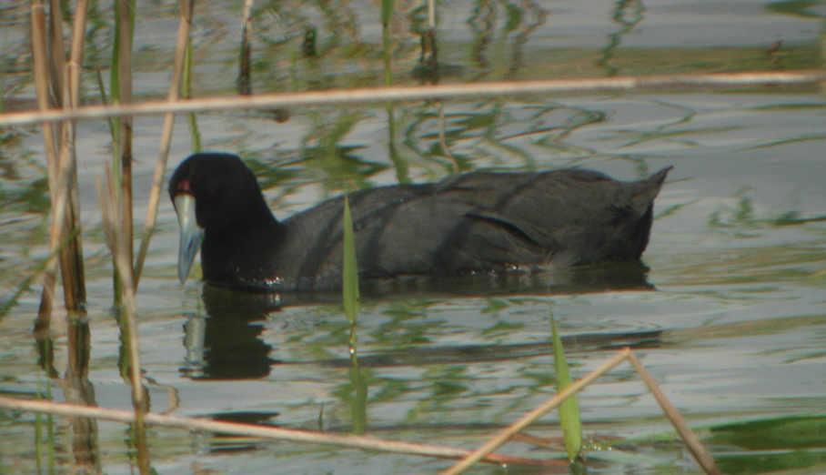 Red-knobbed Coot - Stephen Menzie
