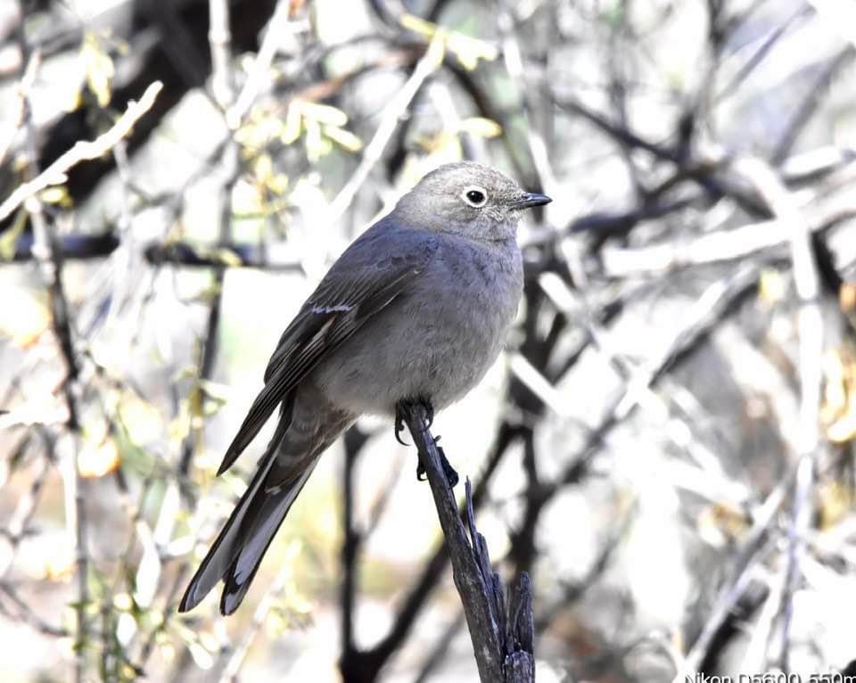 Townsend's Solitaire - ML543800981
