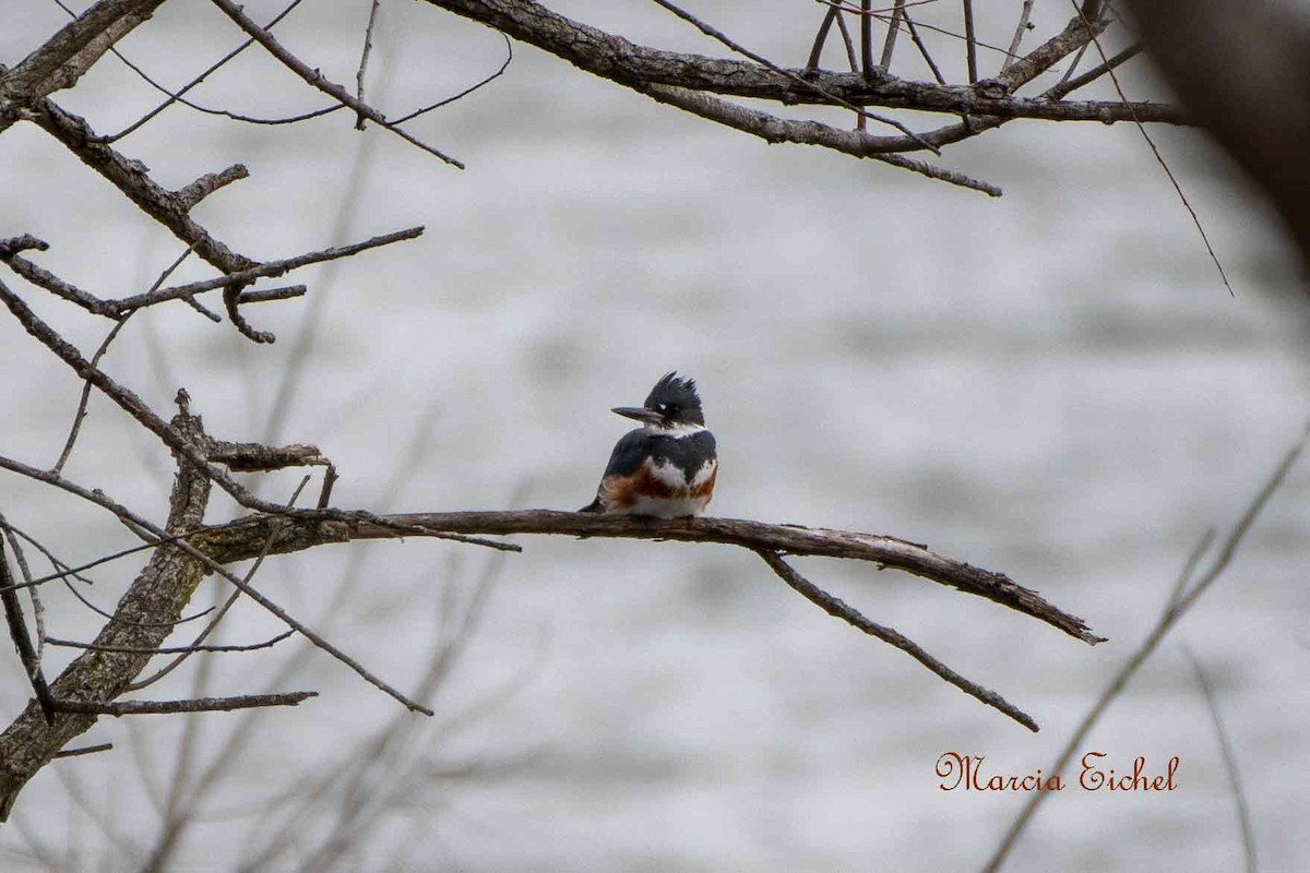 Belted Kingfisher - ML543801351