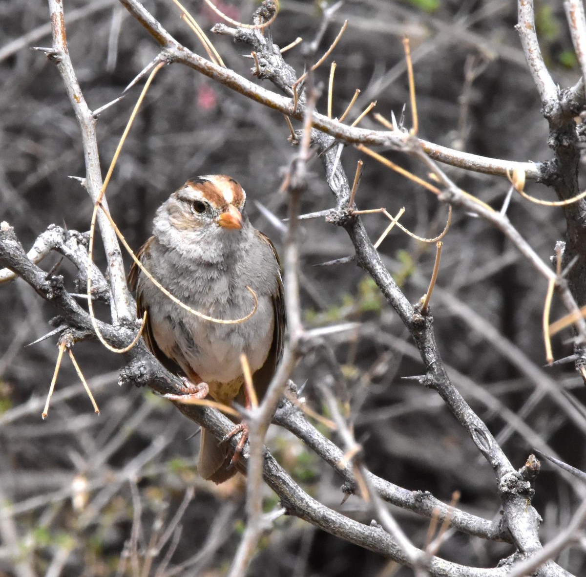 White-crowned Sparrow - ML543801661