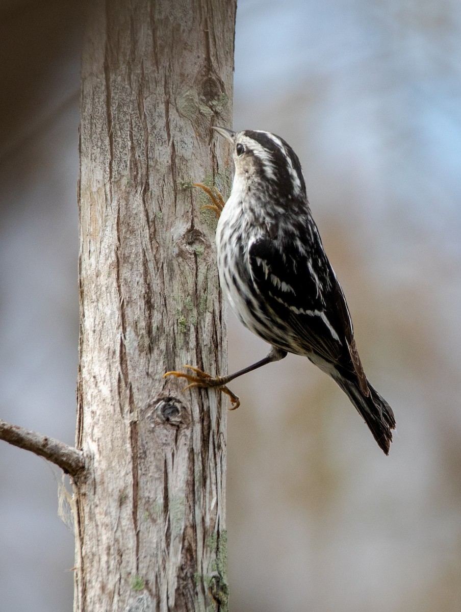 Black-and-white Warbler - ML543805871