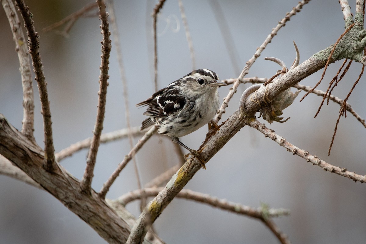 Black-and-white Warbler - ML543805881