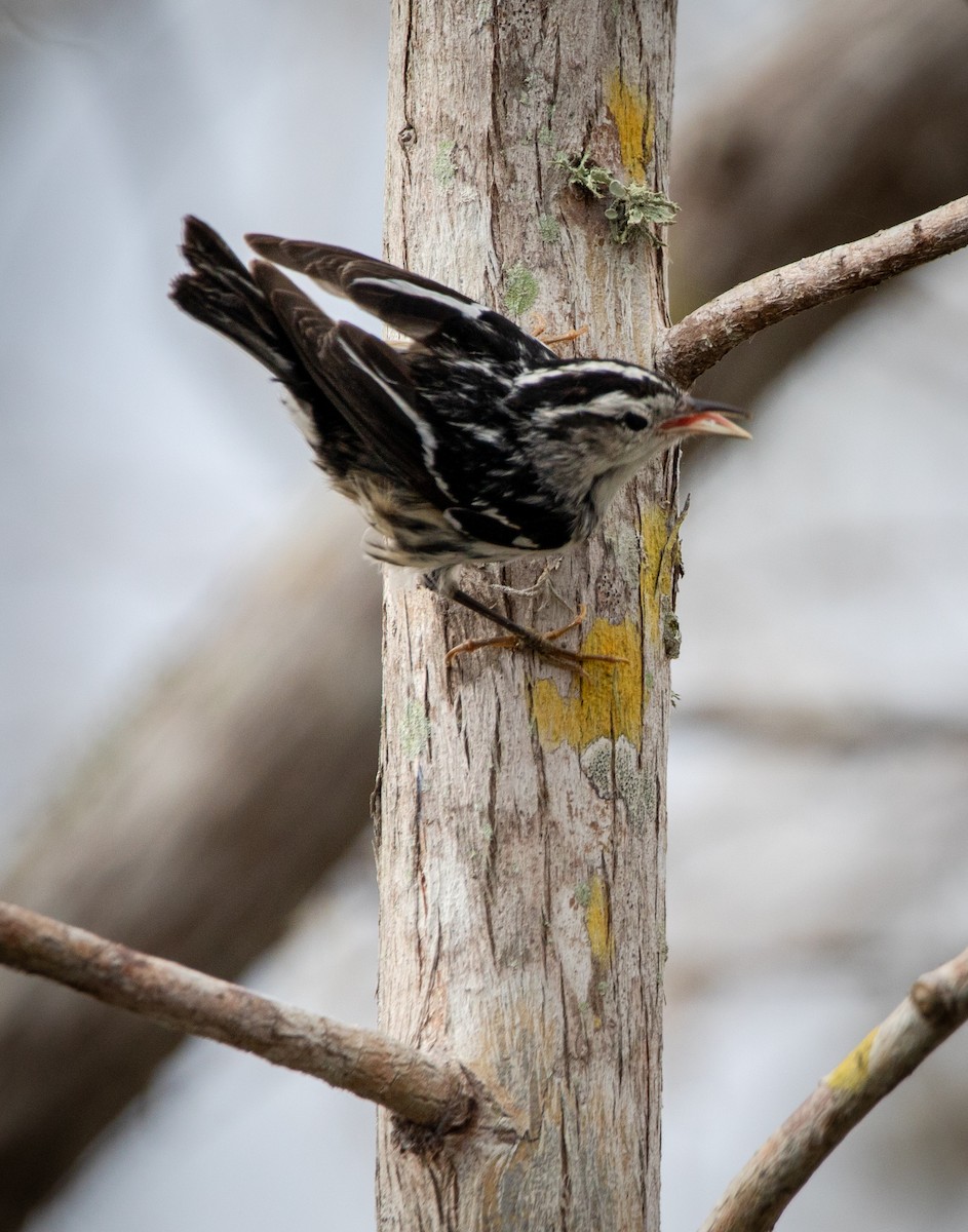 Black-and-white Warbler - ML543805891