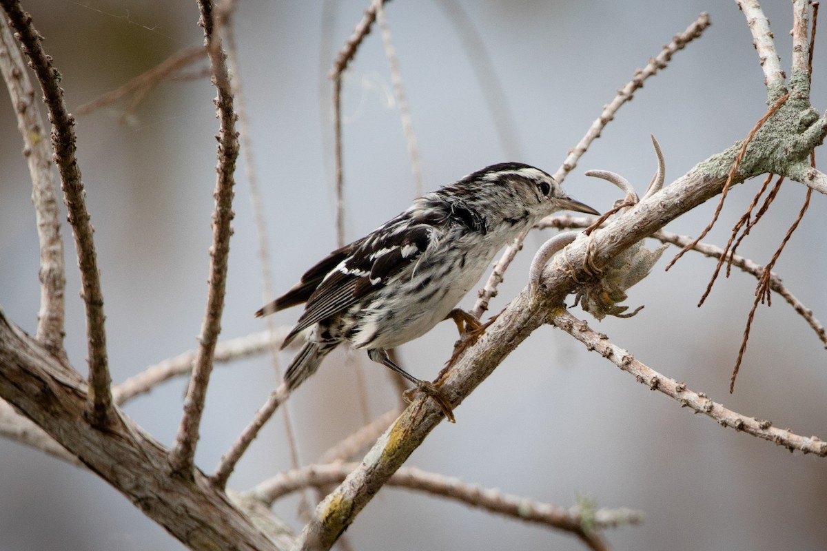 Black-and-white Warbler - ML543805901