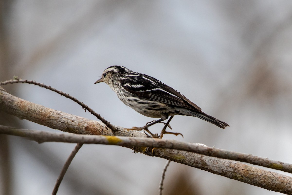 Black-and-white Warbler - ML543805911