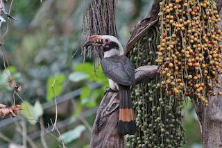  - Luzon Hornbill