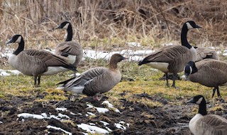 Pink-footed Goose, ML543807581