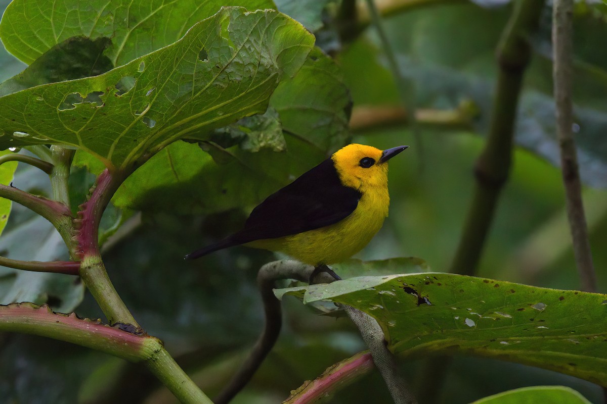 Black-and-yellow Tanager - ML543808261