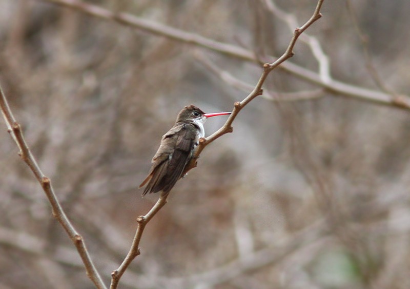 Green-fronted Hummingbird (Green-fronted) - ML54380841