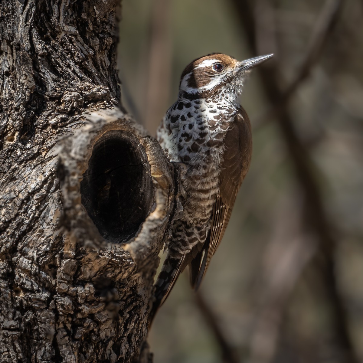Arizona Woodpecker - Paul LaFrance