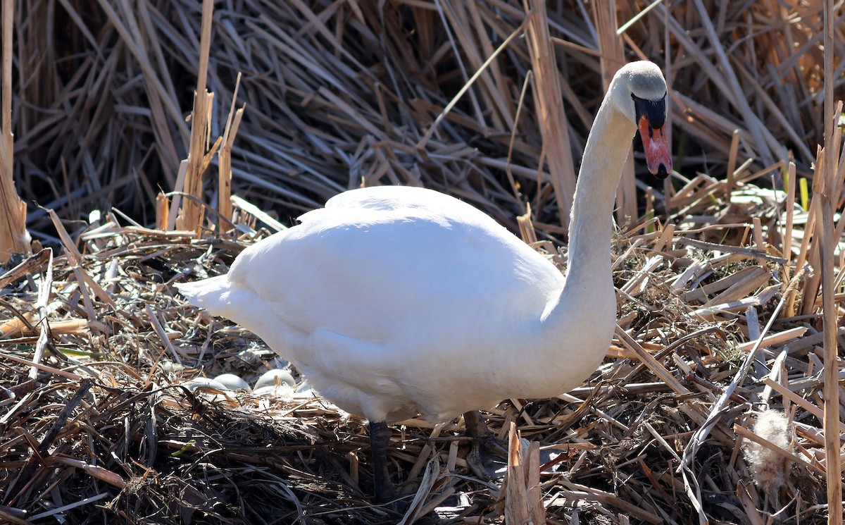 New York Breeding Bird Atlas Checklist Mar Frank Melville Memorial Park And Mill Pond