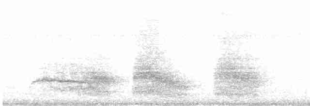 Pasifik Koeli (cyanocephalus/subcyanocephalus) - ML543811461