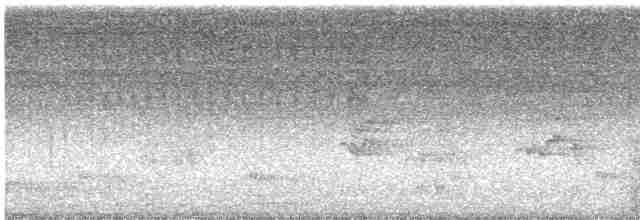 Pasifik Koeli (cyanocephalus/subcyanocephalus) - ML543811481
