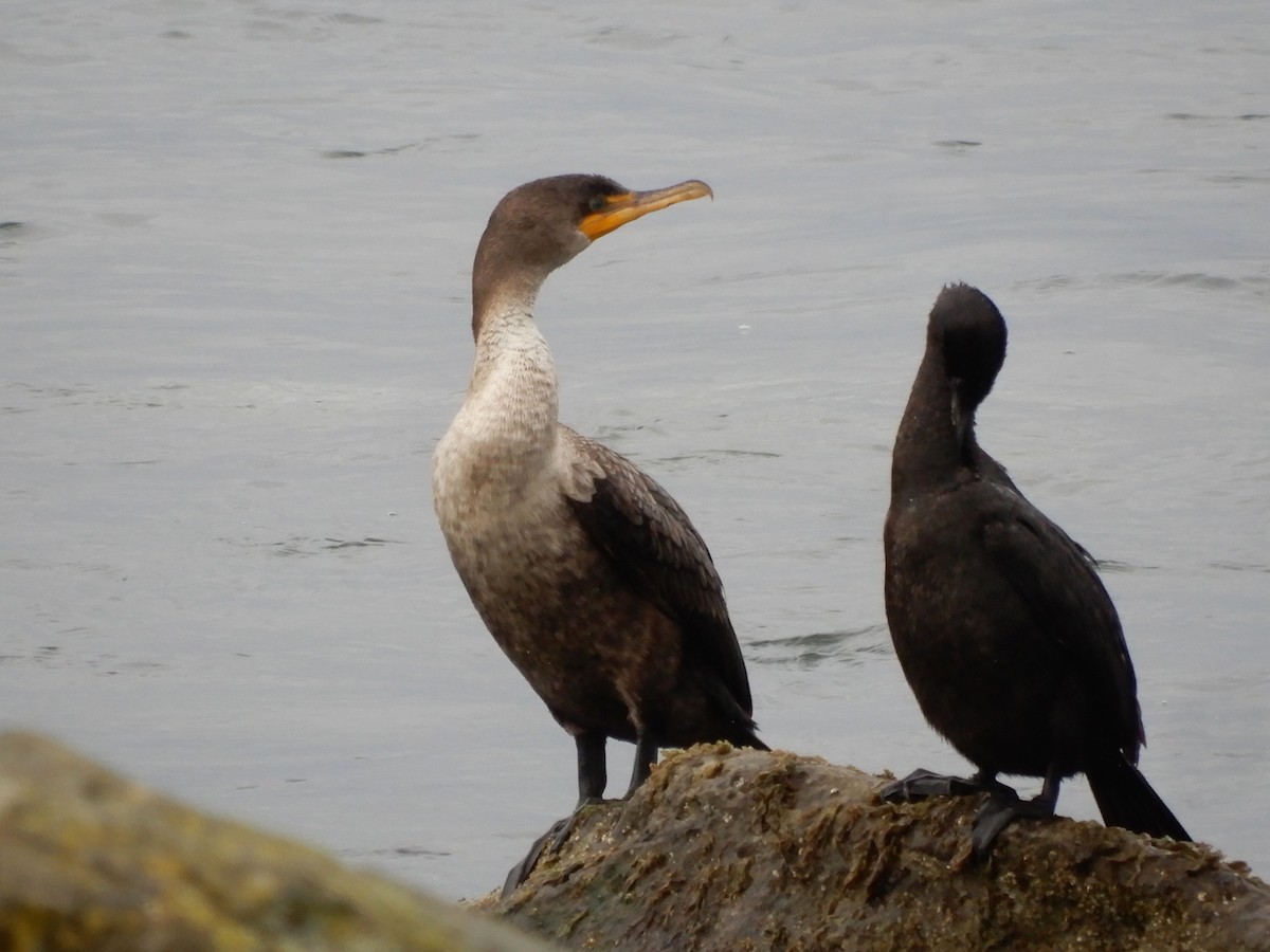 Double-crested Cormorant - Janet Lamberson