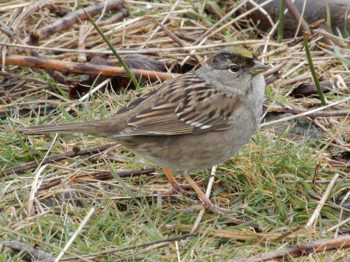 Golden-crowned Sparrow - ML543815331
