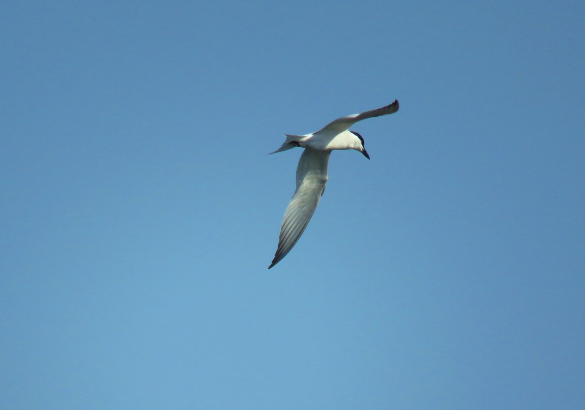 Gull-billed Tern - luis casado