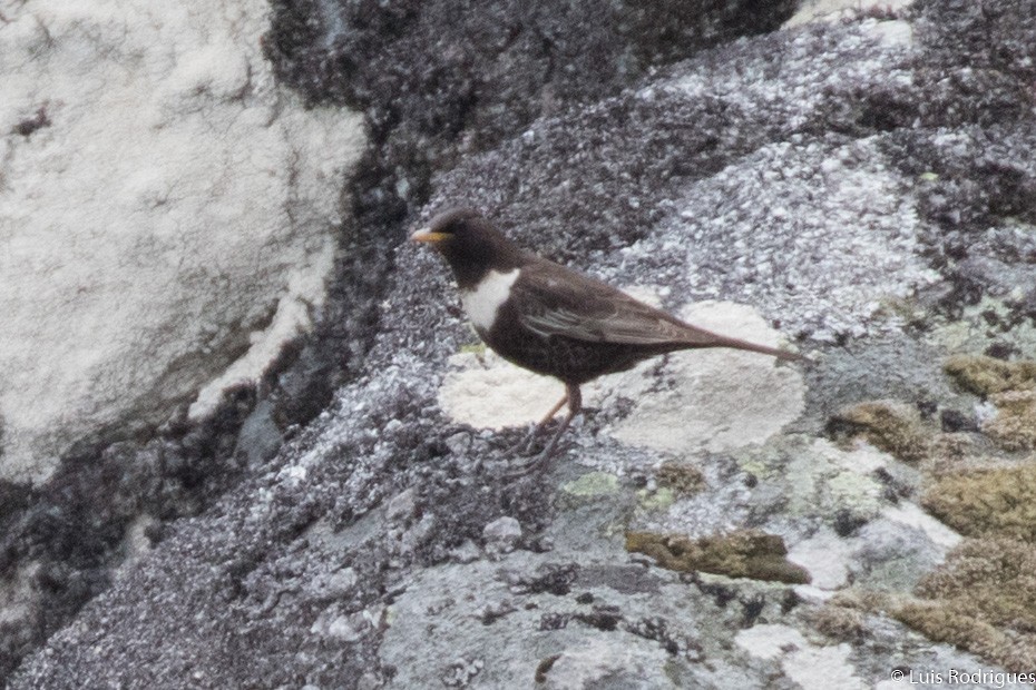 Ring Ouzel - Luis Rodrigues