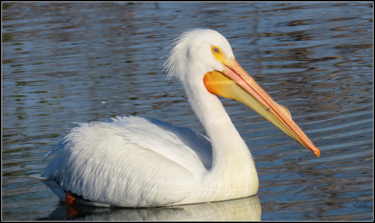 American White Pelican - ML543817841