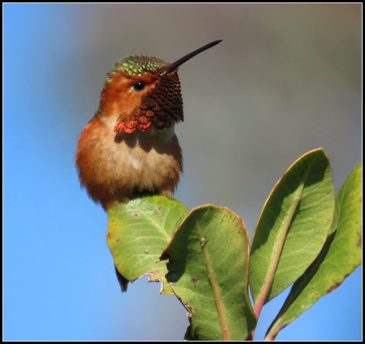 Allen's Hummingbird - ML543818171