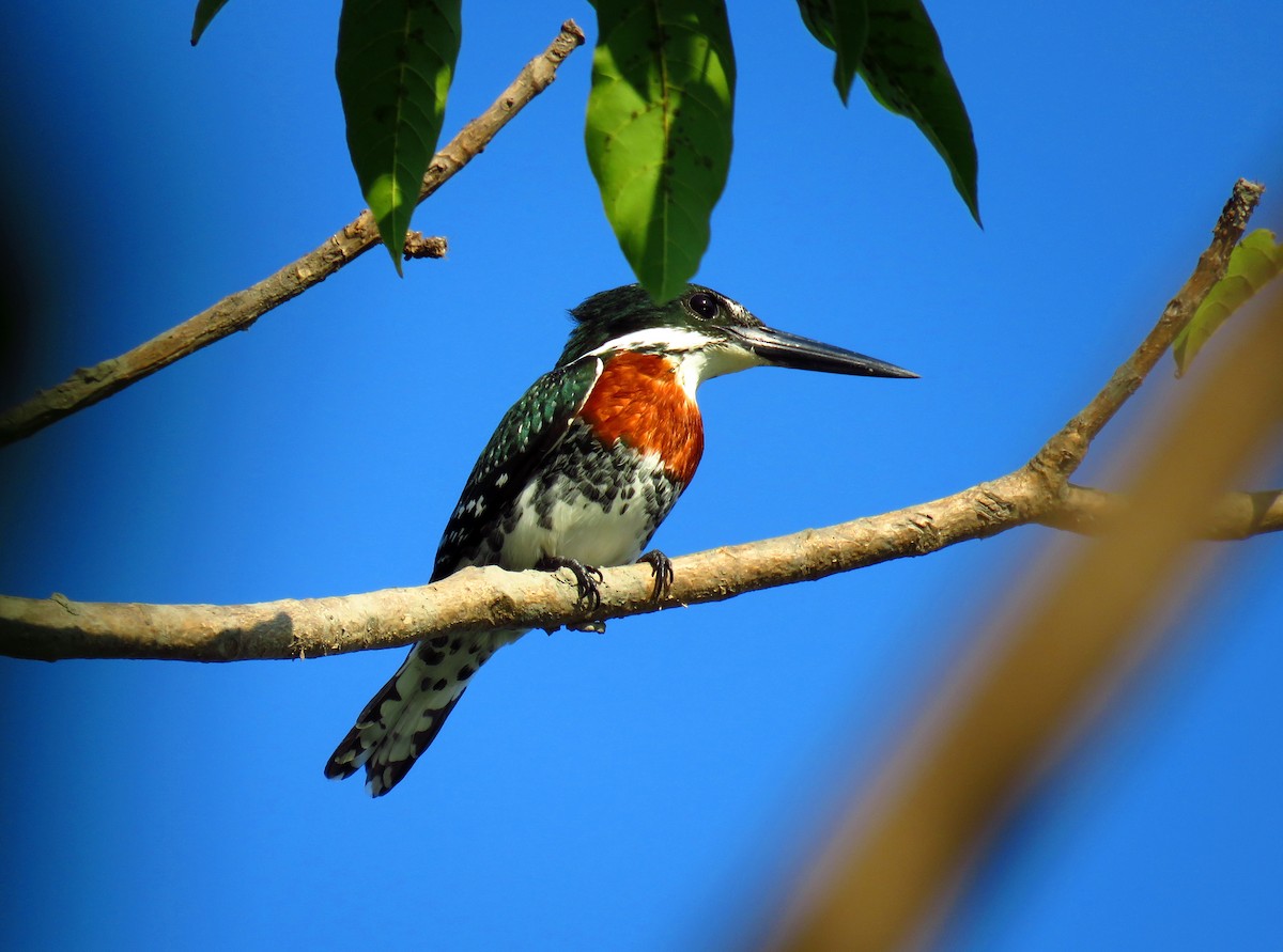 Green Kingfisher - luis casado
