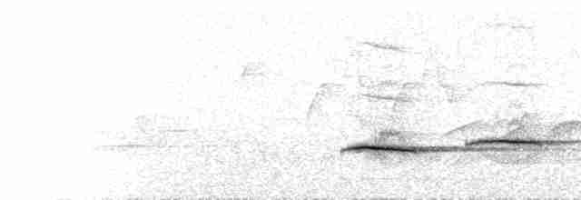  - Long-billed Thrush