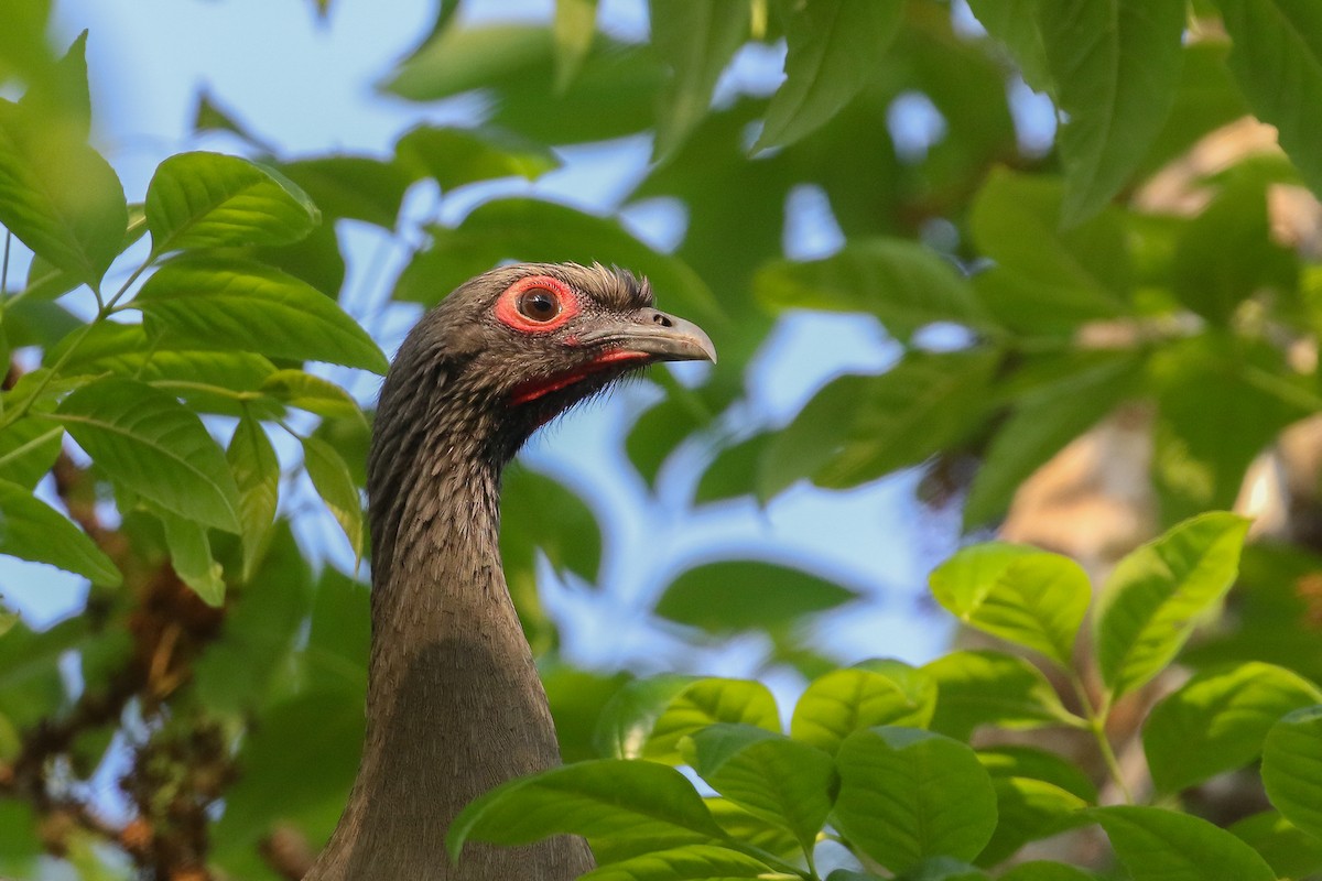 West Mexican Chachalaca - ML543827881