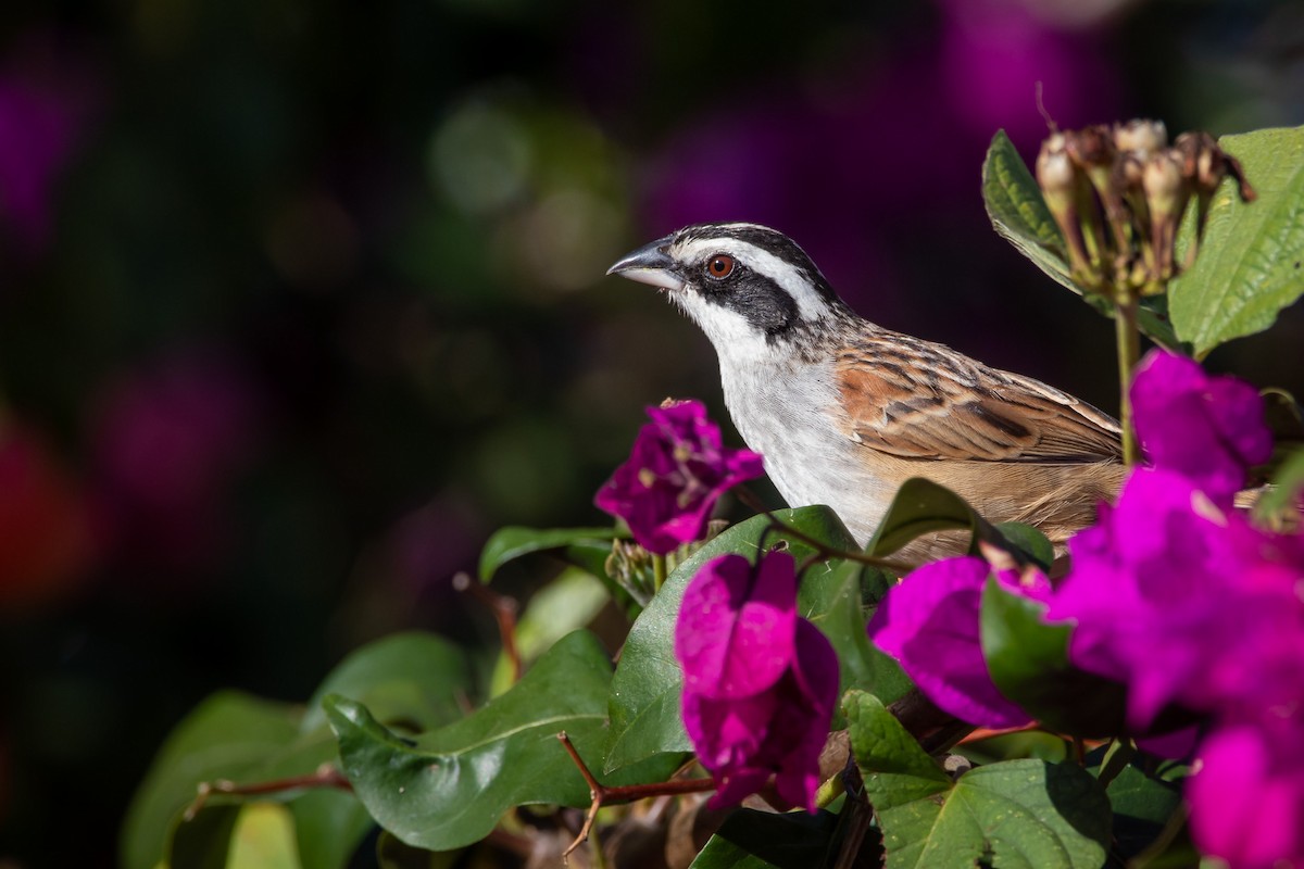 Stripe-headed Sparrow - ML543828231