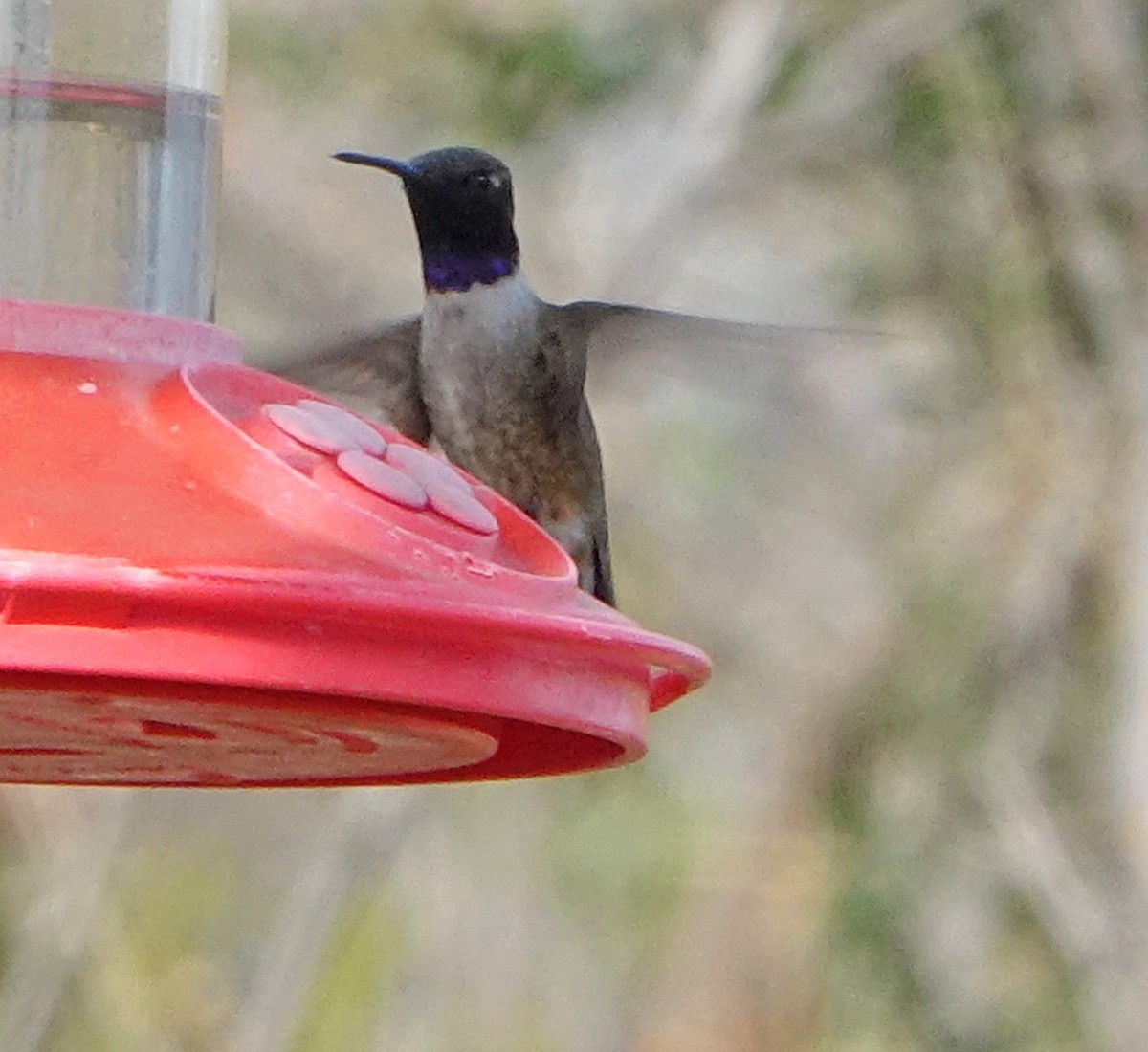 Black-chinned Hummingbird - ML543829291