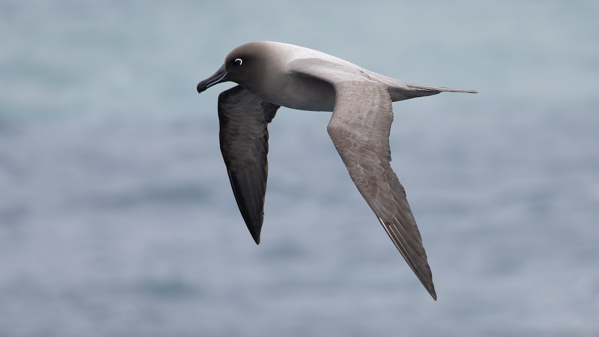 Light-mantled Albatross - ML543830401