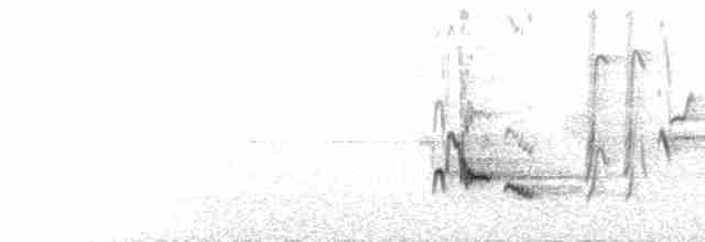  - Gray-winged Blackbird