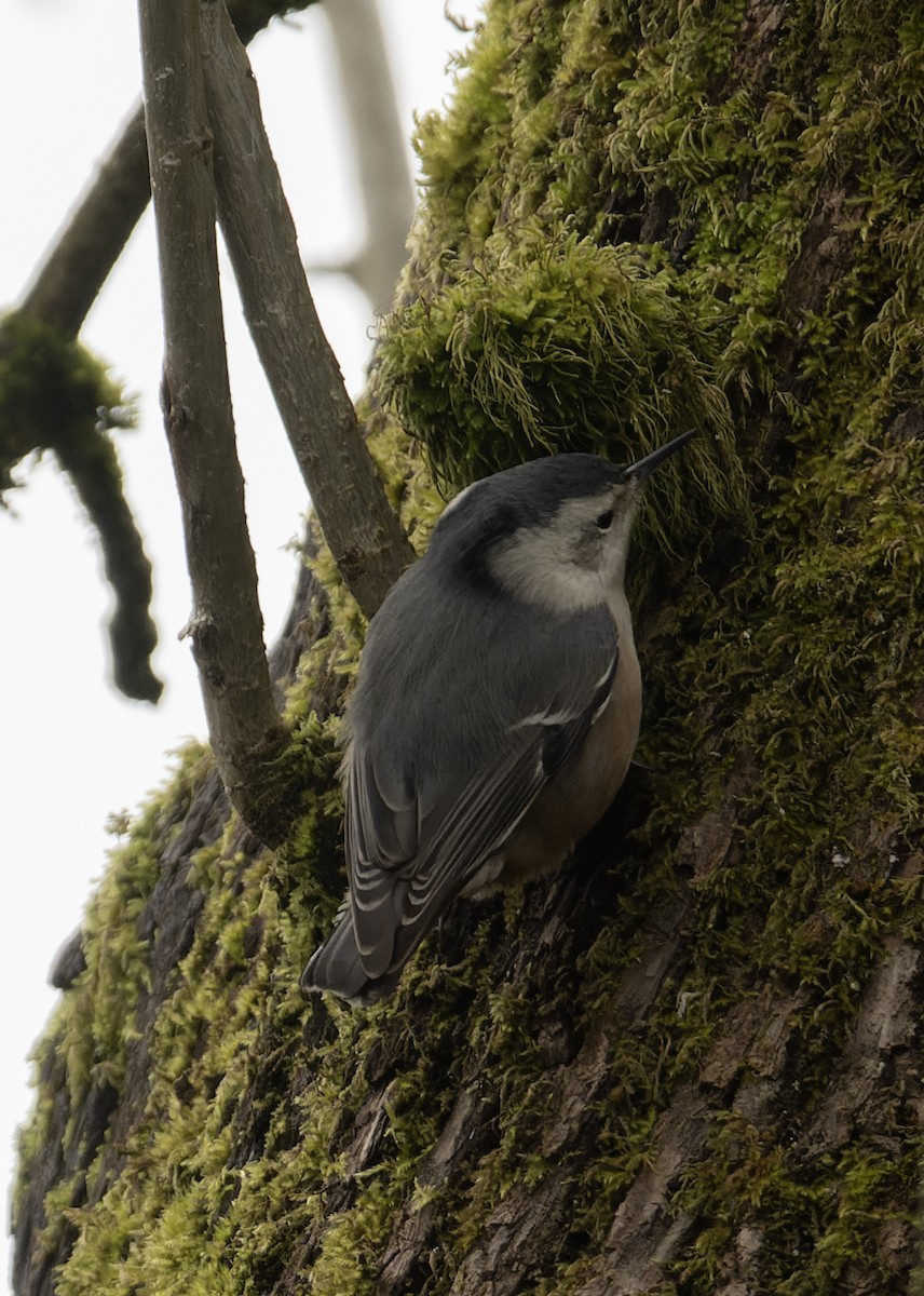 White-breasted Nuthatch - ML543837051